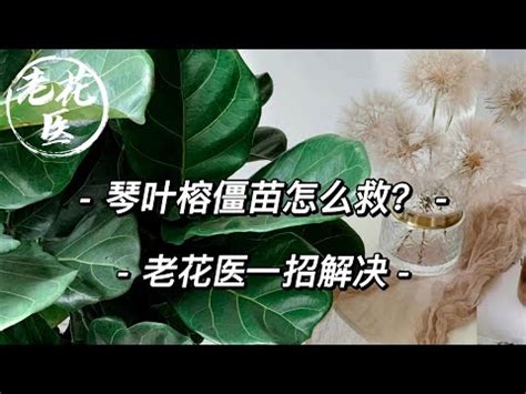 七里香招陰嗎|【七里香招陰嗎】招好運還是招陰氣？解密家中「七里香」的風水。